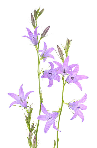 istock blue bluebells flowers 482921672