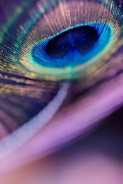 Photo of Abstract macro peacock feather, blur, multicolored vivid color