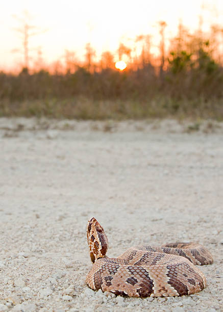 cottonmouth закате - big cypress swamp стоковые фото и изображения