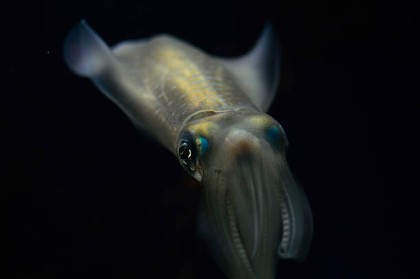 130+ Glowing Squid Photos Stock Photos, Pictures & Royalty-Free Images