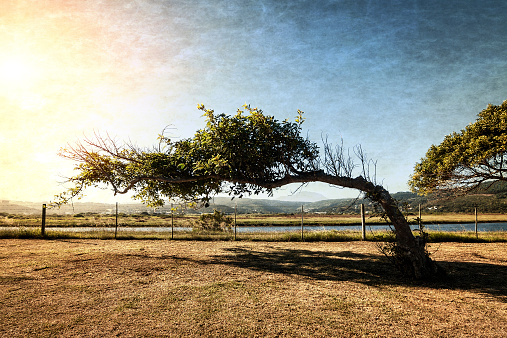 lone tree leaning over from the constant force of a directional wind textured in sunlight