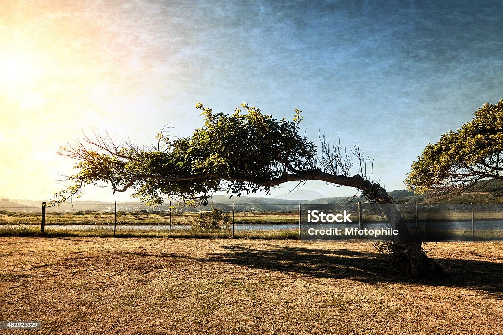 leaning tree lone tree leaning over from the constant force of a directional wind textured in sunlight Tree Stock Photo