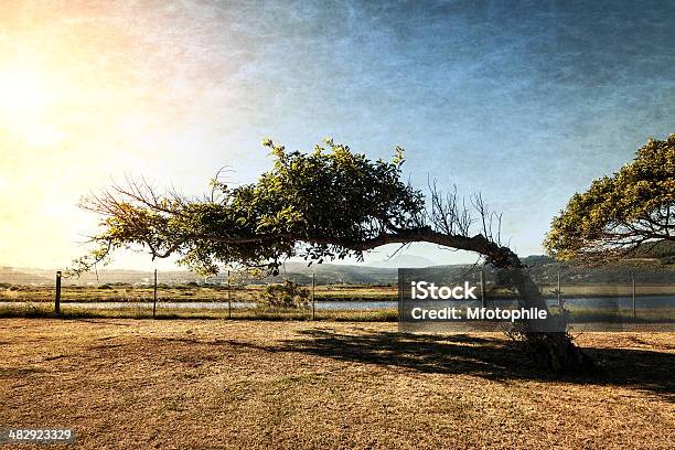 Leaning Tree Stock Photo - Download Image Now - Tree, Bent, Curve