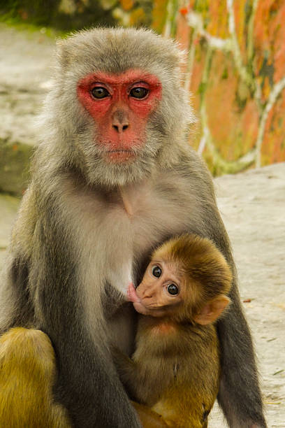 istock Monkey Feeding Her Baby At The Monkey Temple 482923923