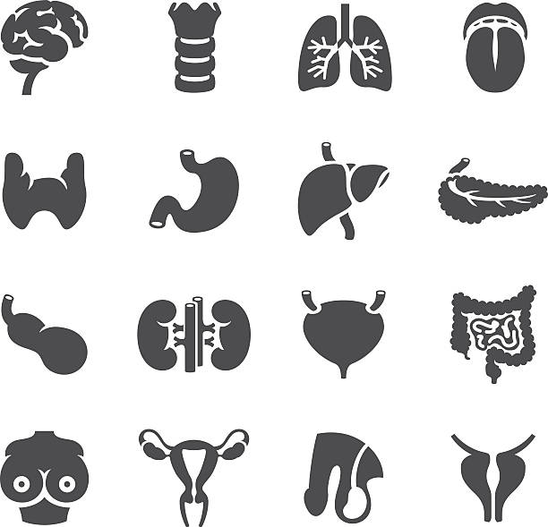 Human Body Icons - Organ cancer types Set of human organ which may be invaded by cancer. liver organ stock illustrations