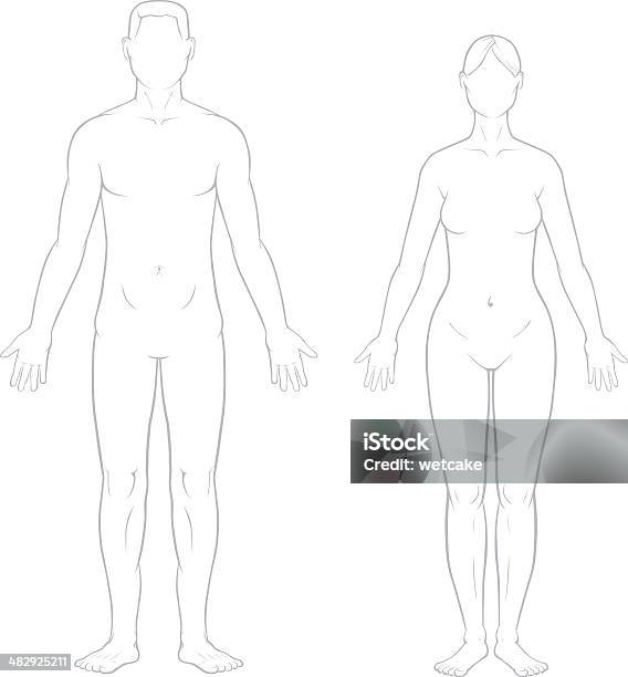 건강한 남성 및 여성 기관 인체에 대한 스톡 벡터 아트 및 기타 이미지 - 인체, 외형선, 여성상
