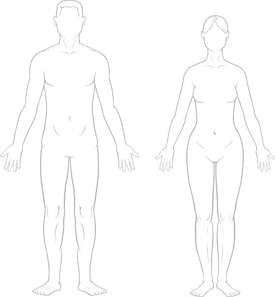 zdrowa kobieta i mężczyzna organów - podobizna człowieka stock illustrations