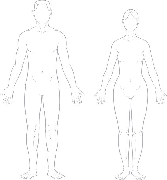 Healthy Male and Female Bodies A detailed accurate drawing of the male and female bodies.  medicine silhouettes stock illustrations