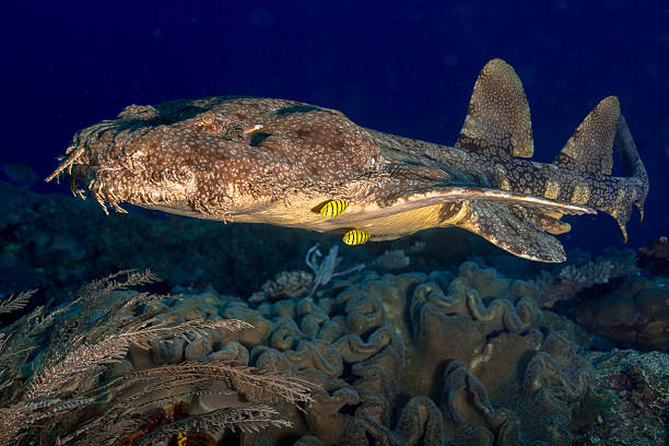 Wobbegong Shark Swimming with pilot fish Raja Ampat pilot fish stock pictures, royalty-free photos & images