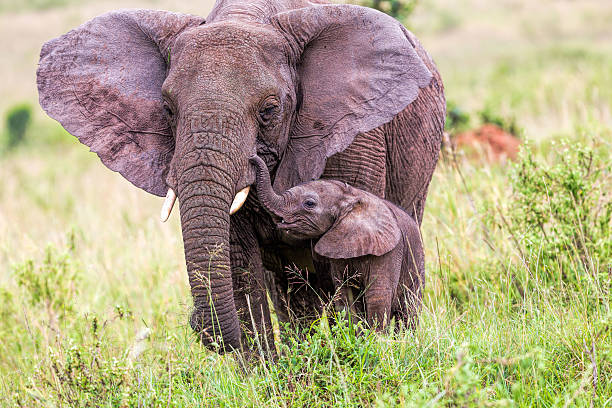 African Elephant and baby: Love - ears open stock photo