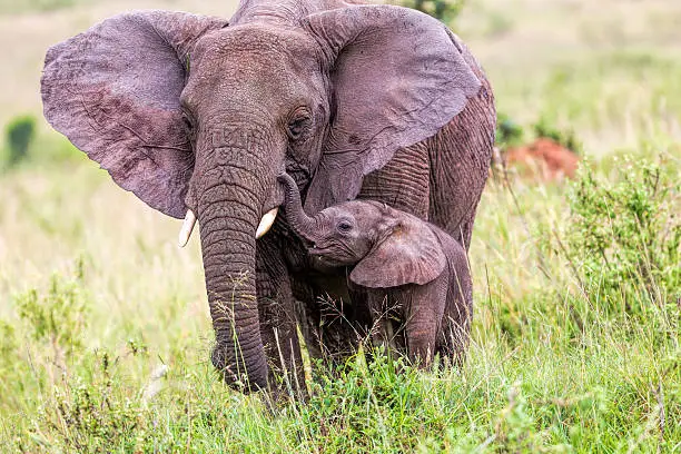 Photo of African Elephant and baby: Love - ears open
