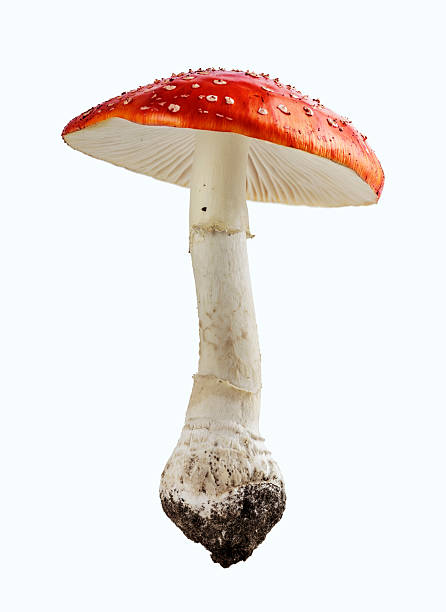 red gift mushroom - moss toadstool fotos stock-fotos und bilder