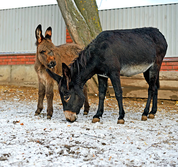 istock Portrait of a baby donkey 482926351