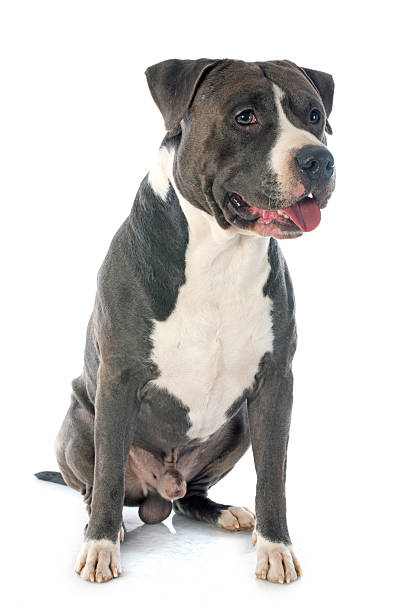 istock american staffordshire terrier 482926361