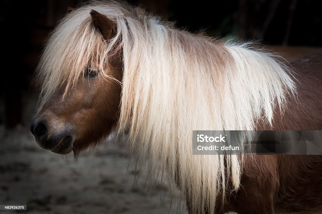 Shetland pony - Lizenzfrei Agrarbetrieb Stock-Foto