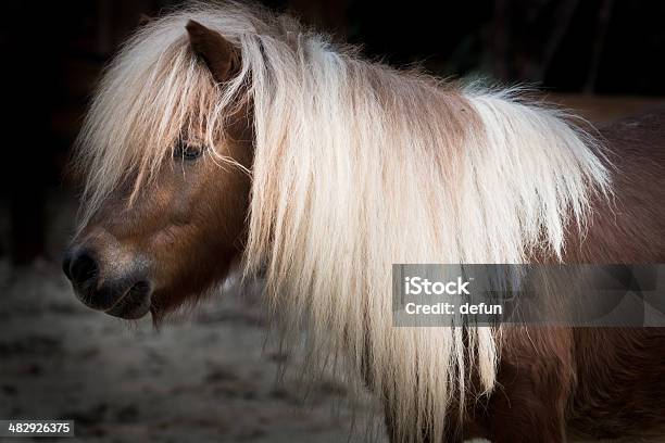 Pônei Das Ilhas Shetland - Fotografias de stock e mais imagens de Agricultura - Agricultura, Animal, Animal de Estimação