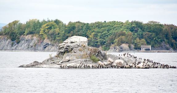 Seals basking in the sun on a Rock Island