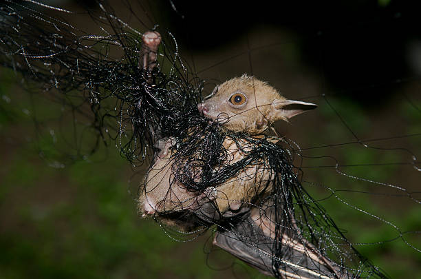 istock Bat in hand of researcher, research studies field. 482926471