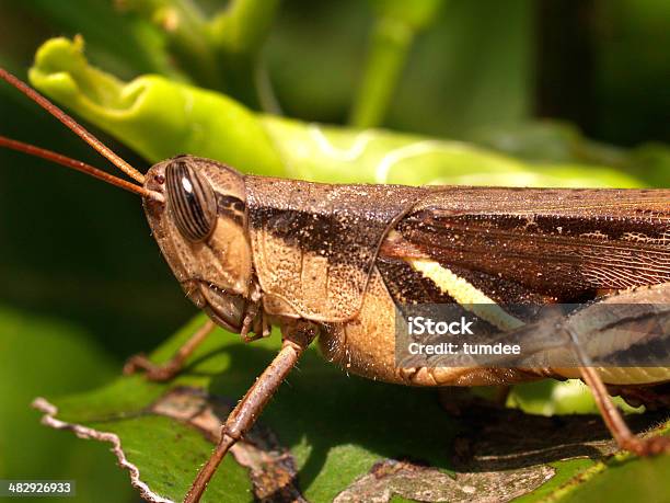 Blattkäfer Stockfoto und mehr Bilder von Fotografie - Fotografie, Horizontal, Insekt