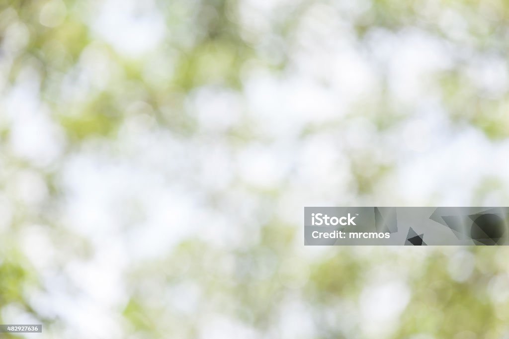 Green foliage blurred background and sunlight in forest. 2015 Stock Photo