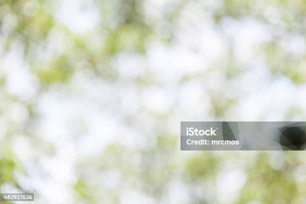 Green Foliage Blurred Background And Sunlight In Forest Stock Photo - Download Image Now
