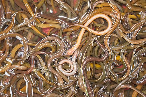 Basin of live eels in Thailand street market for sale