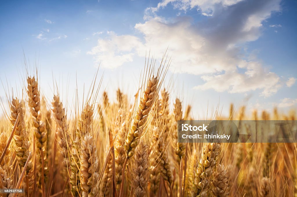 Wheat field Composite image of wheat field with bright blue sky. Wheat Stock Photo