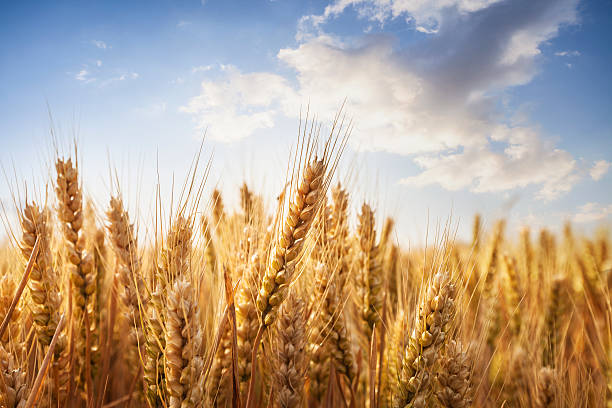 Wheat field Composite image of wheat field with bright blue sky. plantation photos stock pictures, royalty-free photos & images