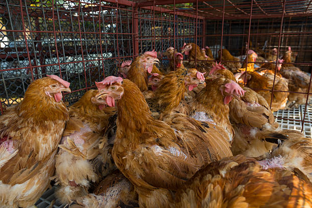istock Chicken in cage for sale 482927780