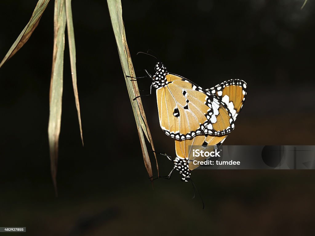 Blatt-Käfer - Lizenzfrei Biologie Stock-Foto