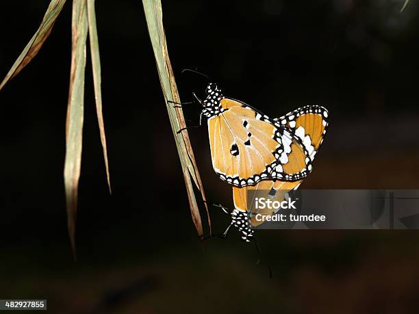 Vírus De Insectos - Fotografias de stock e mais imagens de Animal - Animal, Barata, Biologia