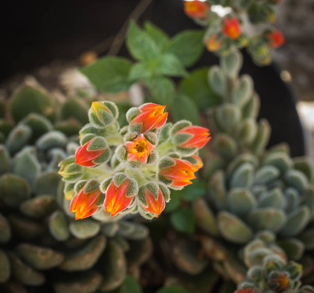istock Beautiful orange flowers succulent, Milos, Greece 482927976