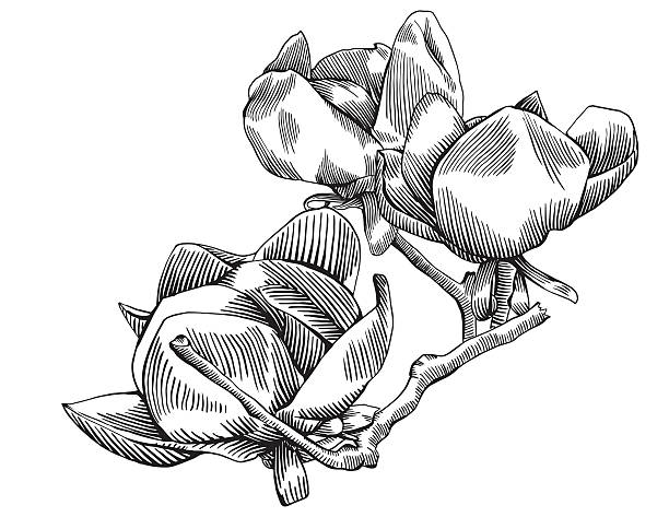 Flores de magnólias filial - ilustração de arte em vetor