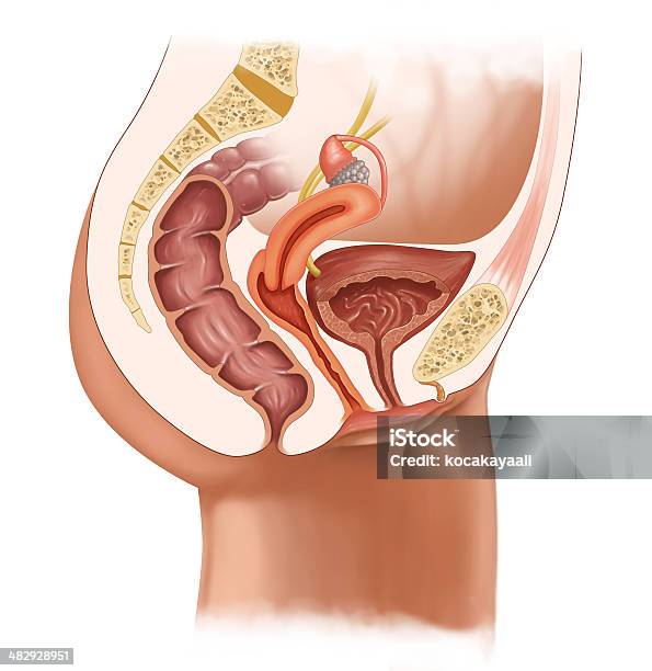 Femmina Sistema Urinario - Immagini vettoriali stock e altre immagini di Figura femminile - Figura femminile, Zona inguinale, Sistema urinario