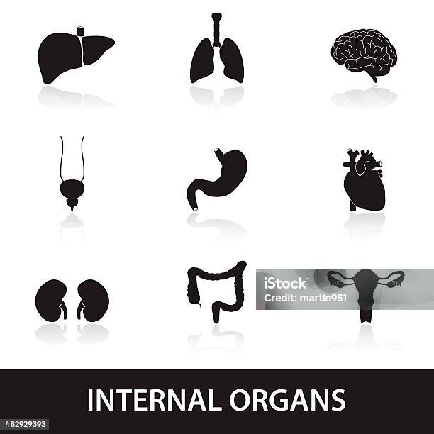 Interna Do Corpo Humano Órgãos Eps10 - Arte vetorial de stock e mais imagens de Abdómen - Abdómen, Aparelho Urinário, Artéria Humana