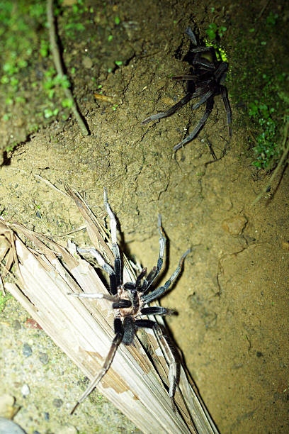istock Cyclosternum gaujoni tarantula 482940584