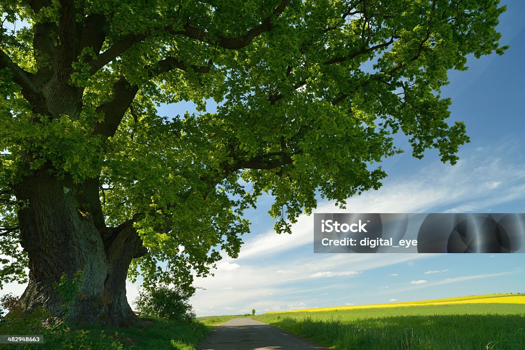 Alte Eiche in den Frühling - Lizenzfrei Alt Stock-Foto