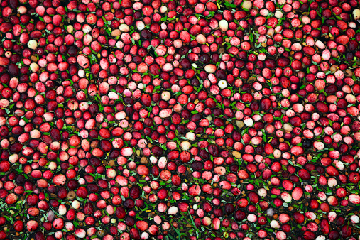 Background Image of fresh cranberries and cranberry leaves floating in a marsh waiting to be collected.