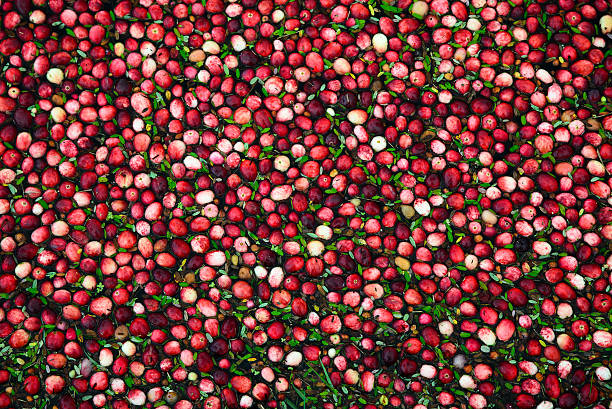 Cranberries in Flooded Marsh - Closeup Background Image of fresh cranberries and cranberry leaves floating in a marsh waiting to be collected. bog stock pictures, royalty-free photos & images