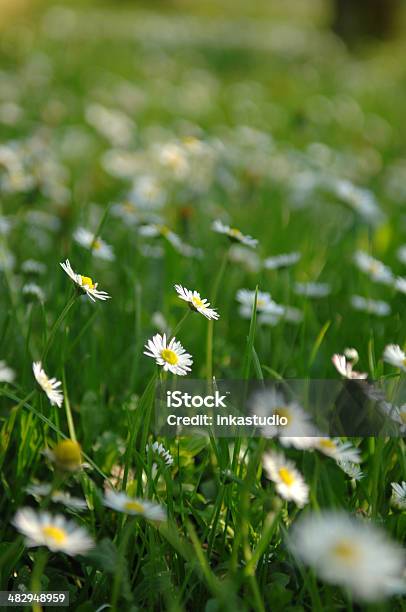 Rumianek Meadow - zdjęcia stockowe i więcej obrazów Bez ludzi - Bez ludzi, Drzewo, Fotografika