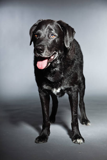istock Old black labrador retriever. Studio shot isolated on grey background. 482948991