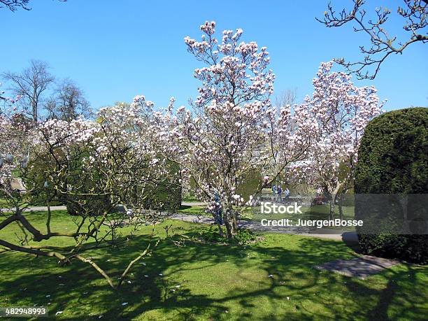 Öffentlicher Park In Stuttgart Stockfoto und mehr Bilder von Magnolien - Magnolien, Stuttgart, Baden-Württemberg