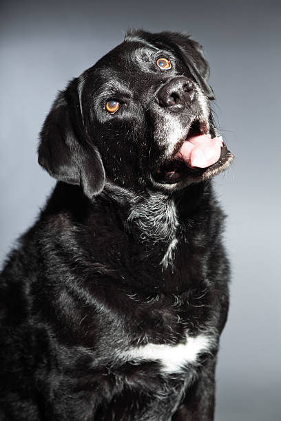 istock Old black labrador retriever. Studio shot isolated on grey background. 482949133