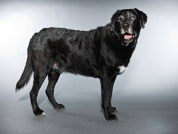 istock Old black labrador retriever. Studio shot isolated on grey background. 482949167
