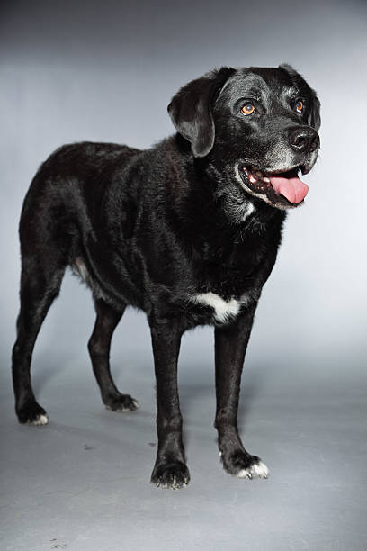 istock Old black labrador retriever. Studio shot isolated on grey background. 482949191