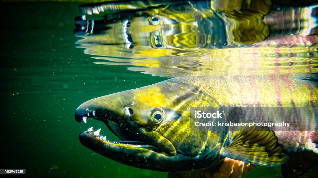 Salmón Chum submarino - Foto de stock de Salmón Chum libre de derechos