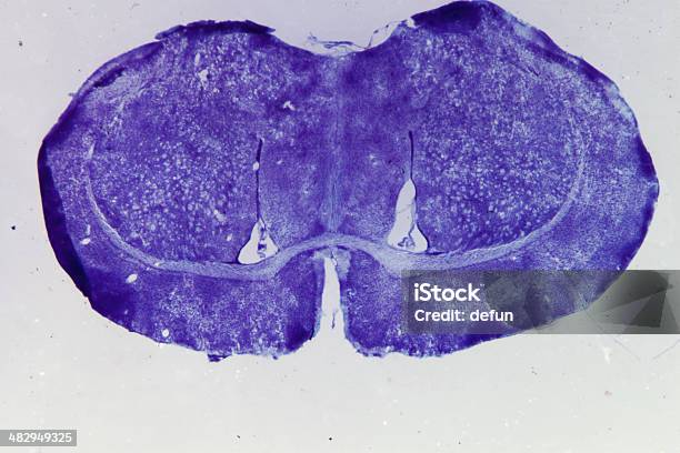 Micrograph Of Rat Brain Stock Photo - Download Image Now - Rat, Animal Brain, Animal Internal Organ