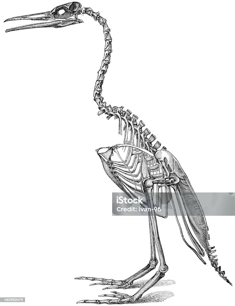 hesperornis - Lizenzfrei Fossil Stock-Illustration