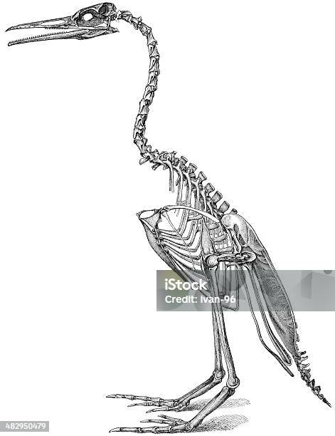 Hesperornis Stock Vektor Art und mehr Bilder von Fossil - Fossil, Tierisches Skelett, Archaeopteryx