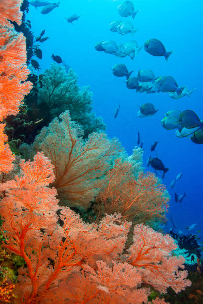 Bright monde tropical sous-marin - Photo